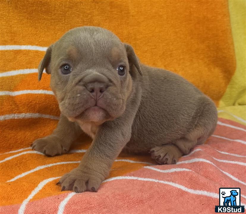 a small gray english bulldog dog
