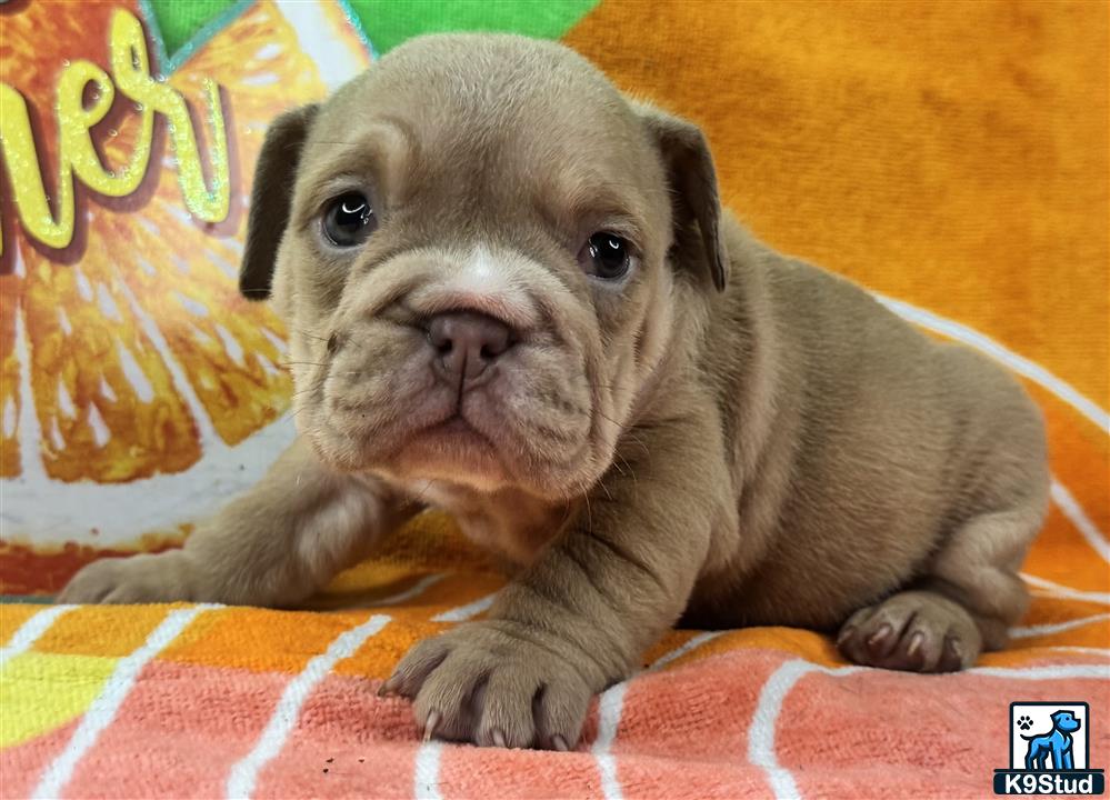 a small english bulldog puppy lying on a blanket