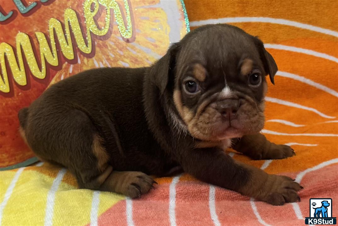 a small black english bulldog dog