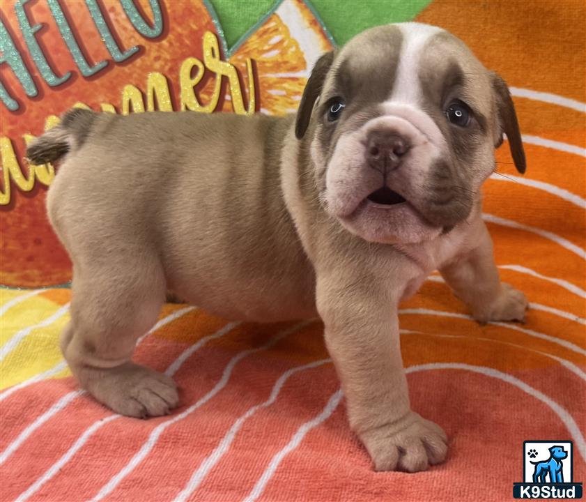 a english bulldog puppy sitting on a pink surface