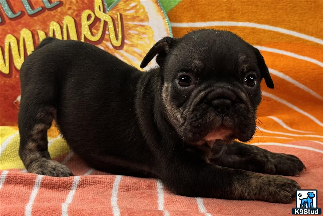 a small black english bulldog dog