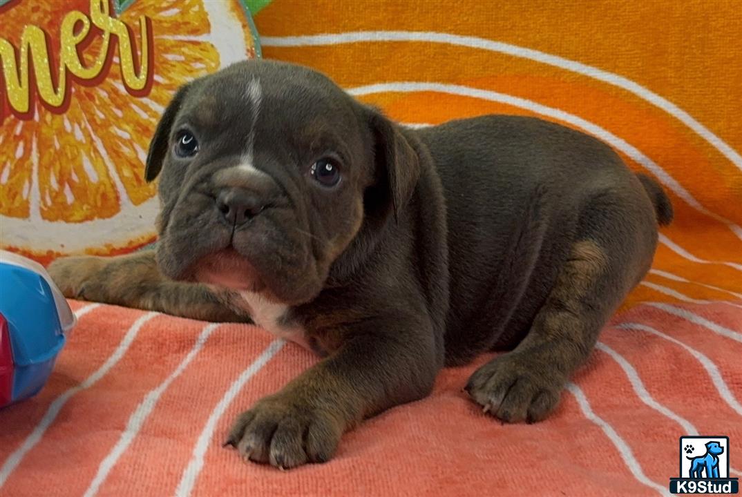 a english bulldog puppy lying on a bed