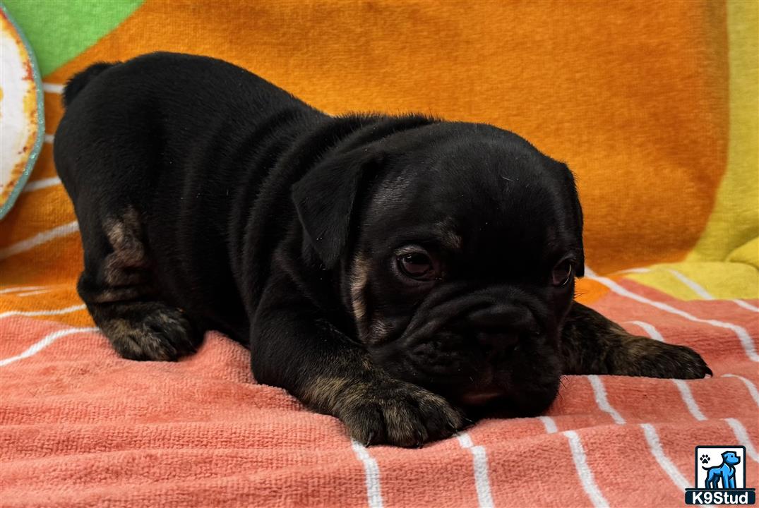 a black english bulldog puppy lying on a couch