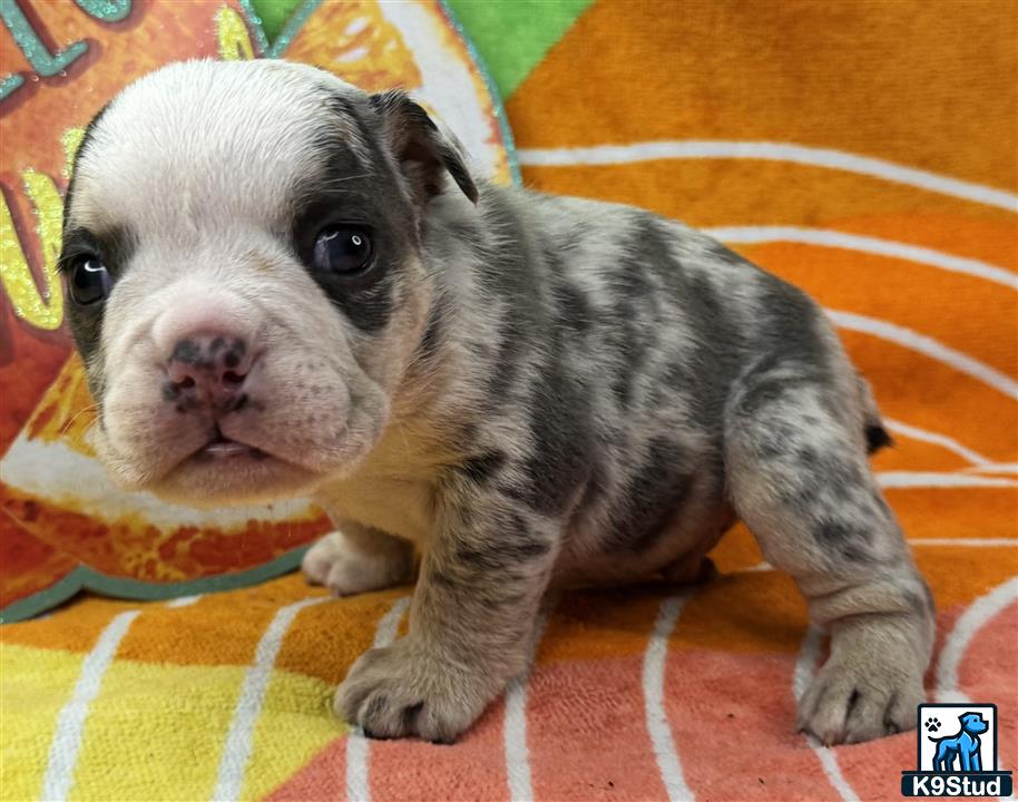 a small english bulldog puppy with a plate of food in its mouth