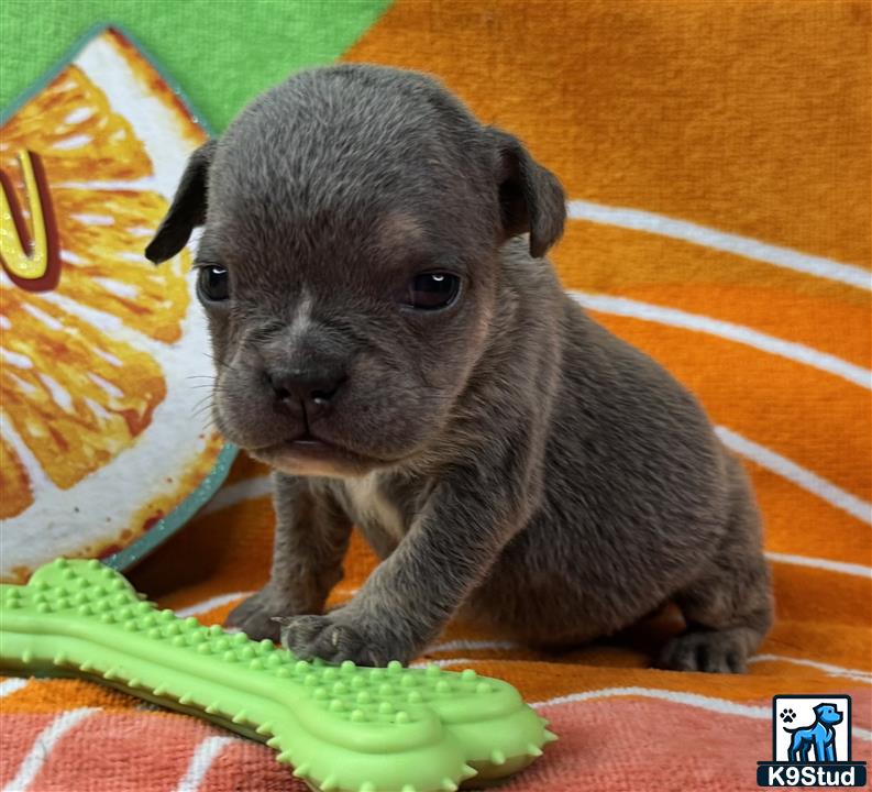a small black animal