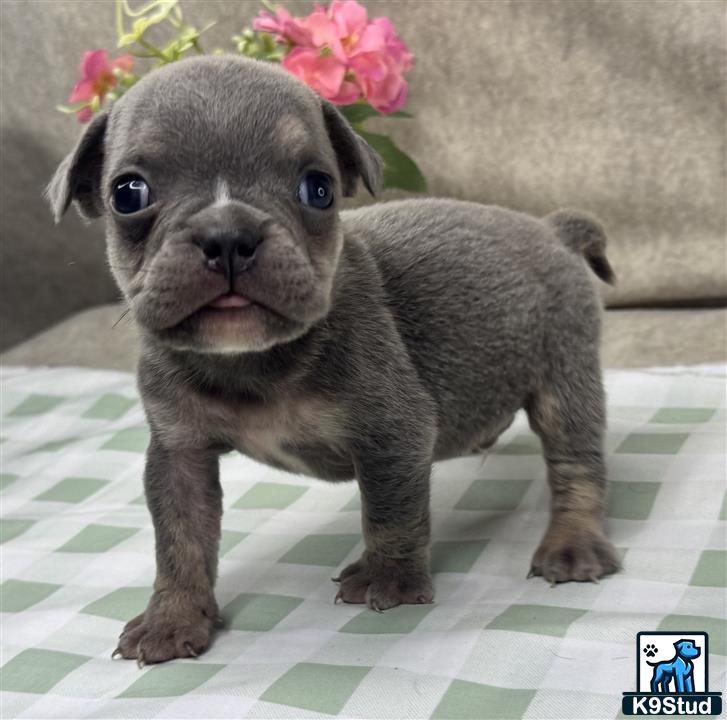 a small english bulldog dog with flowers on its head