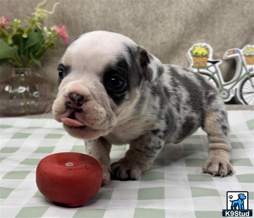 a english bulldog puppy with a tomato