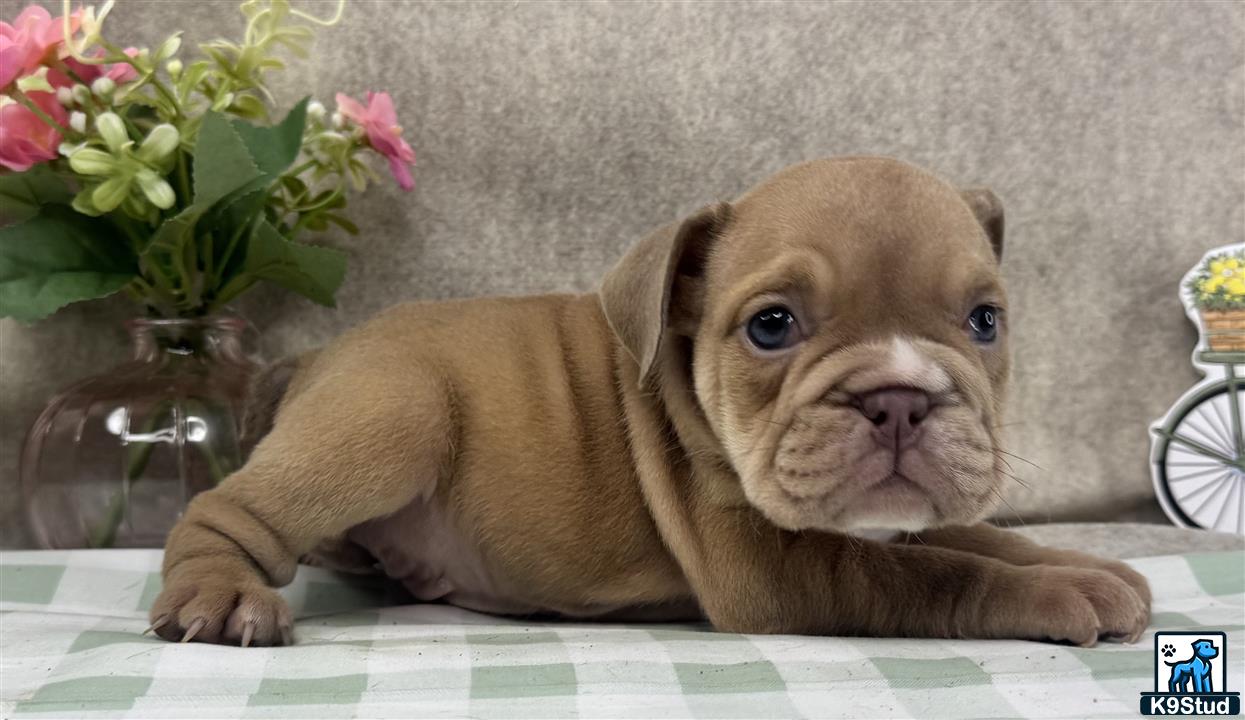 a english bulldog puppy lying on a bed