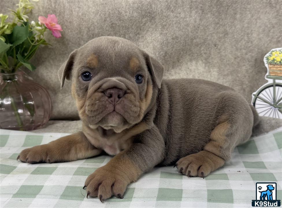 a english bulldog puppy lying on a bed