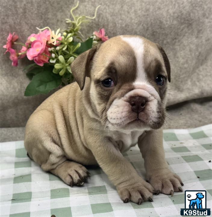 a english bulldog puppy lying on a checkered surface next to a plant