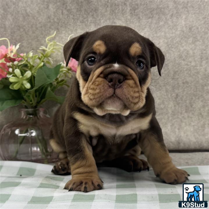 a english bulldog dog sitting on a table