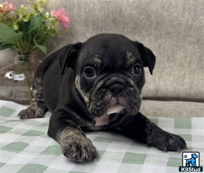 a small black english bulldog dog