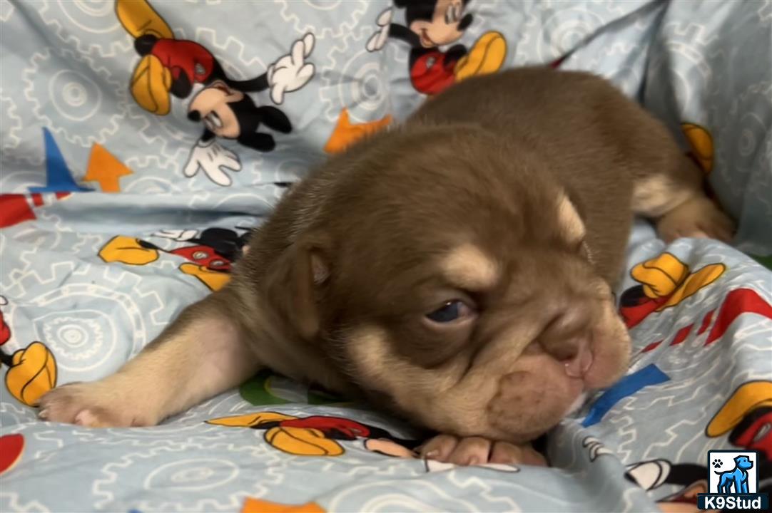a english bulldog puppy lying on a bed