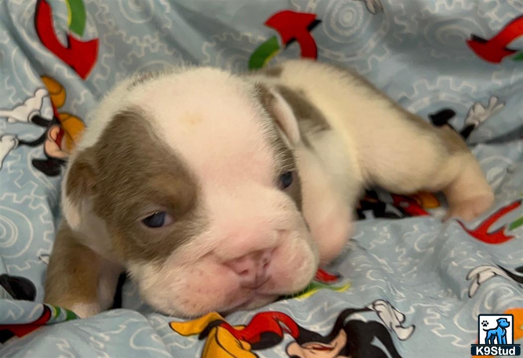 a couple of english bulldog puppies
