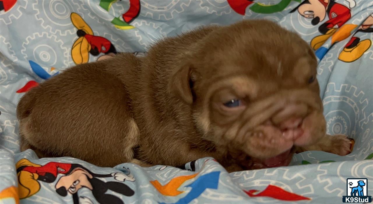 a english bulldog puppy lying on a bed
