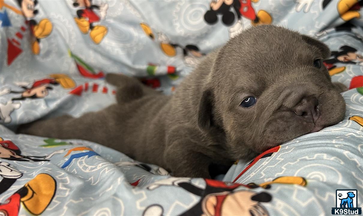 a small animal lying on a blanket