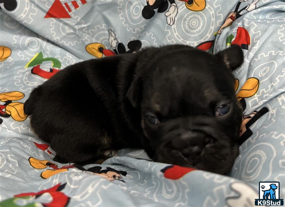 a black english bulldog dog lying on a bed