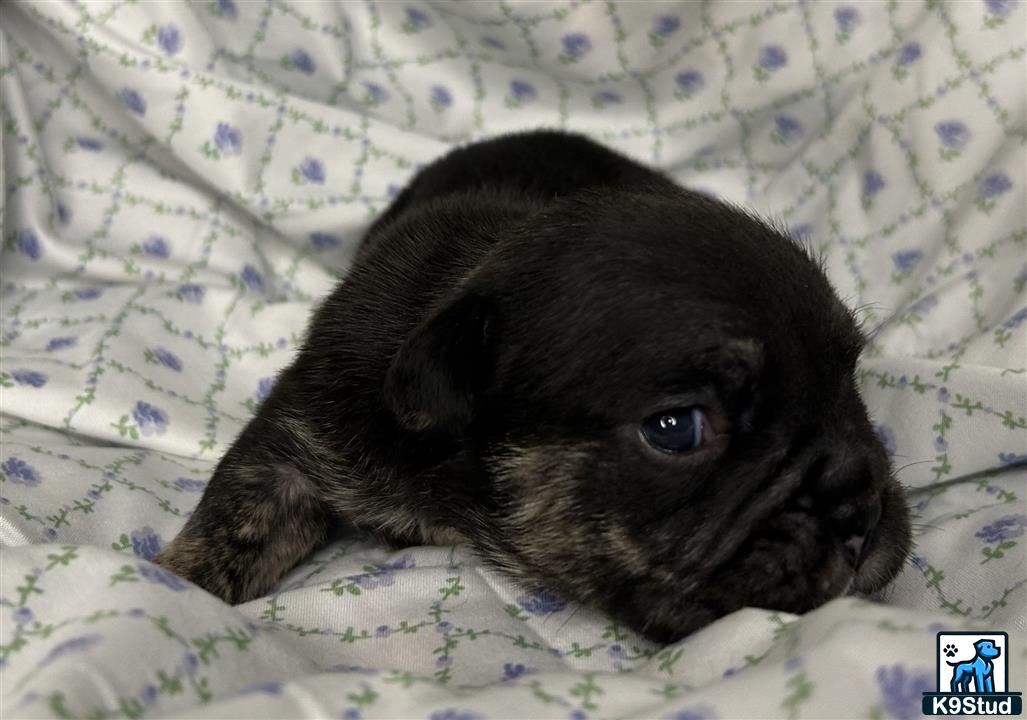 a small black english bulldog puppy