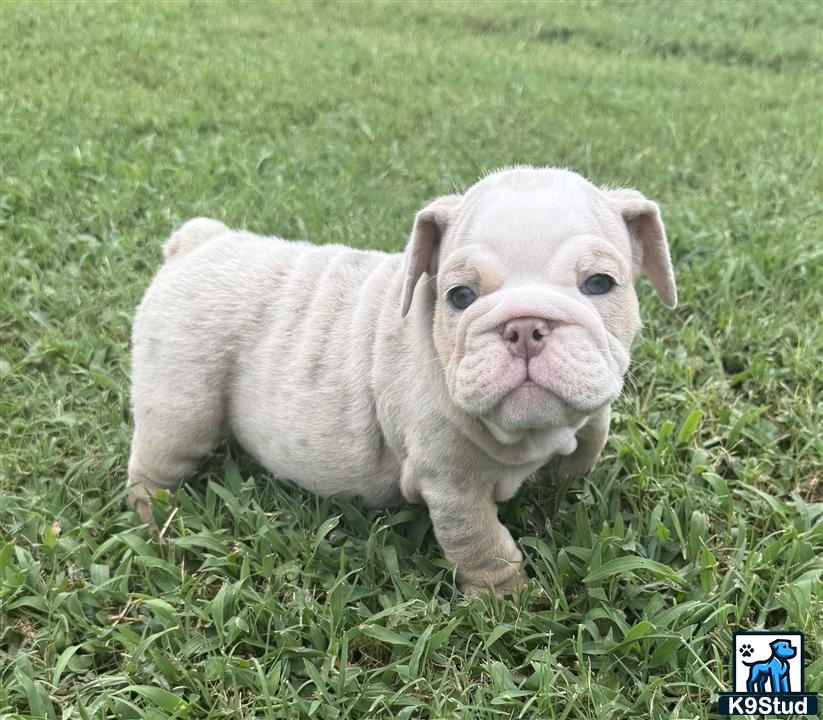 a english bulldog puppy standing in grass