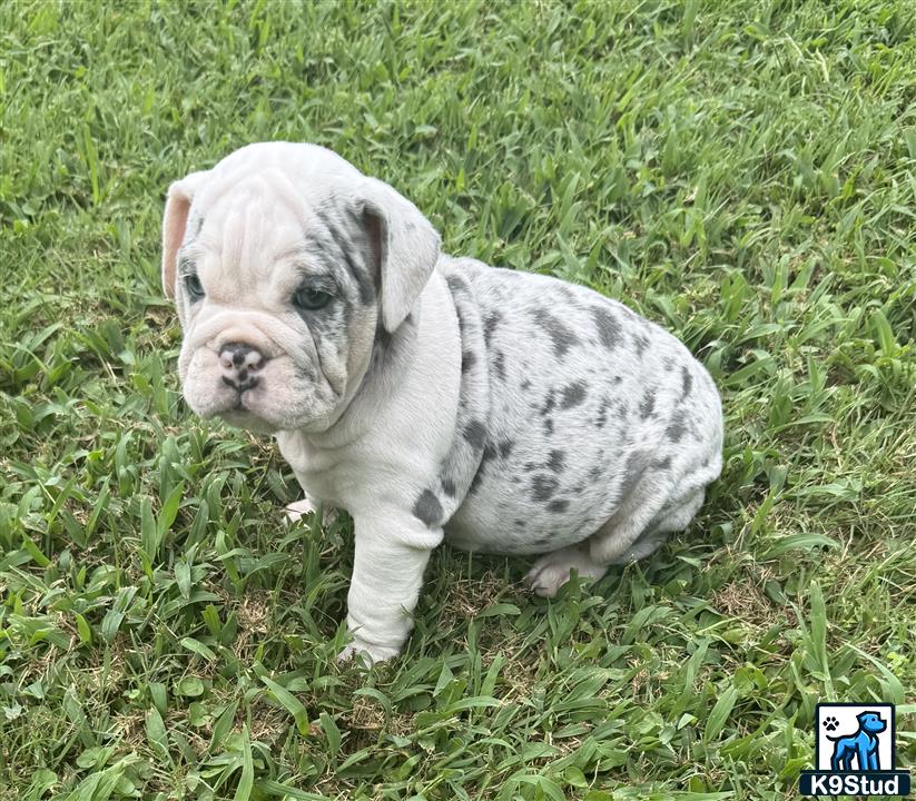 a english bulldog dog sitting in the grass