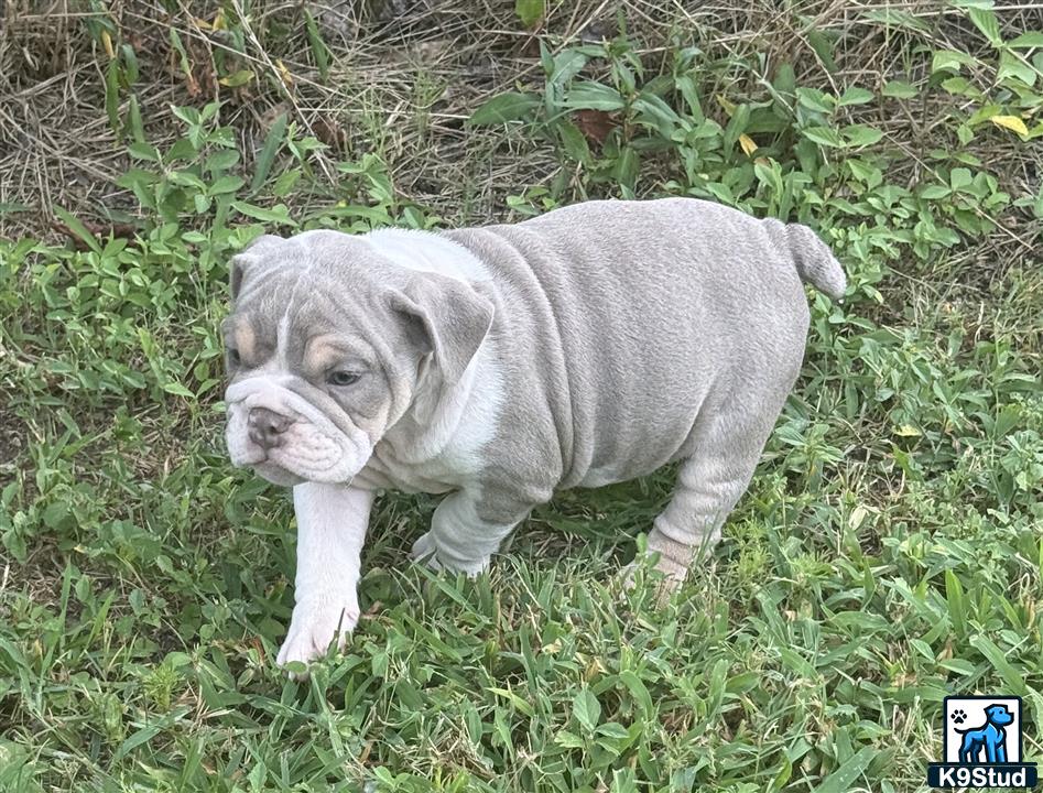 a english bulldog puppy walking in the grass