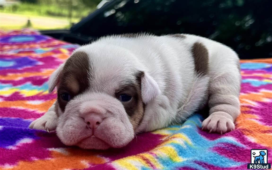 a english bulldog puppy lying on a blanket
