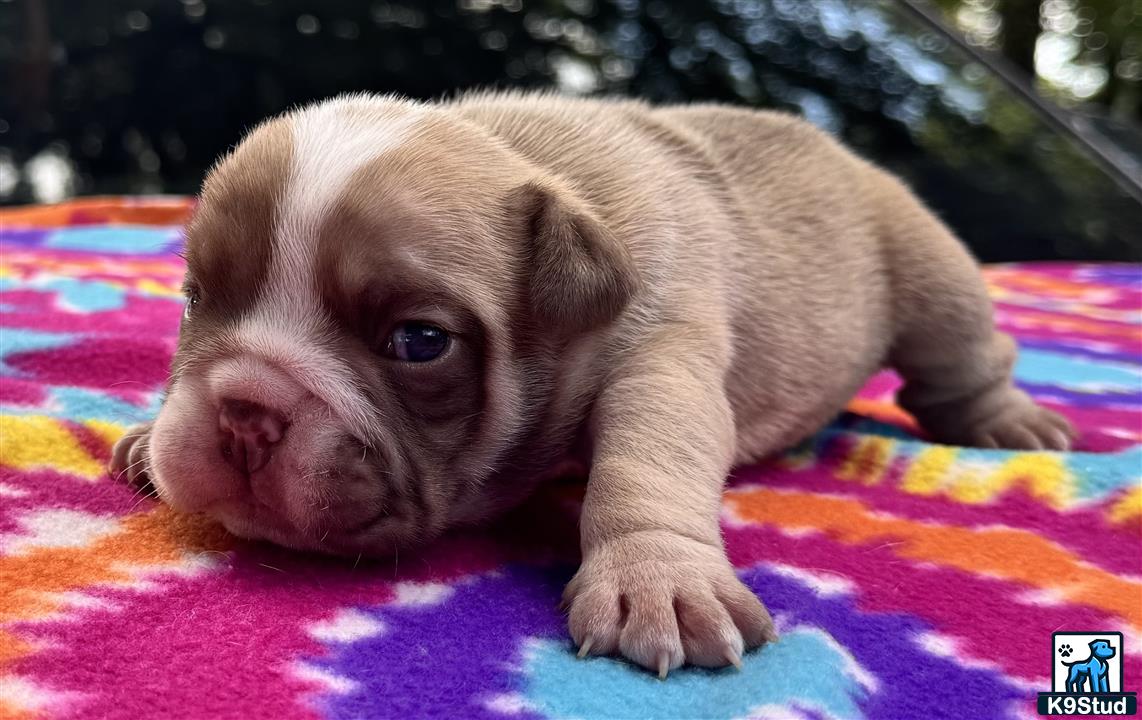 a small brown english bulldog puppy