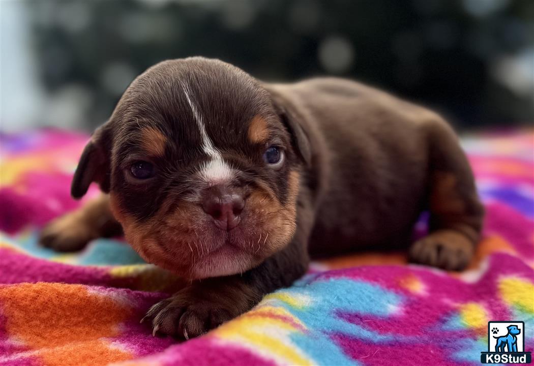 a english bulldog puppy lying on a blanket