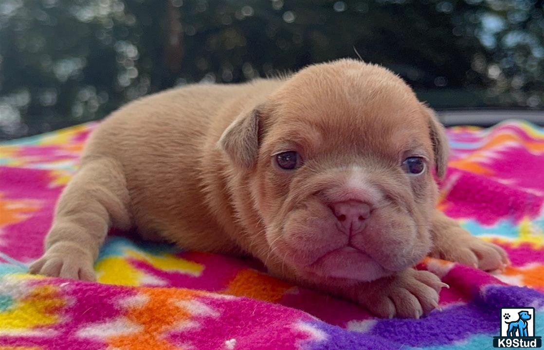 a small brown animal