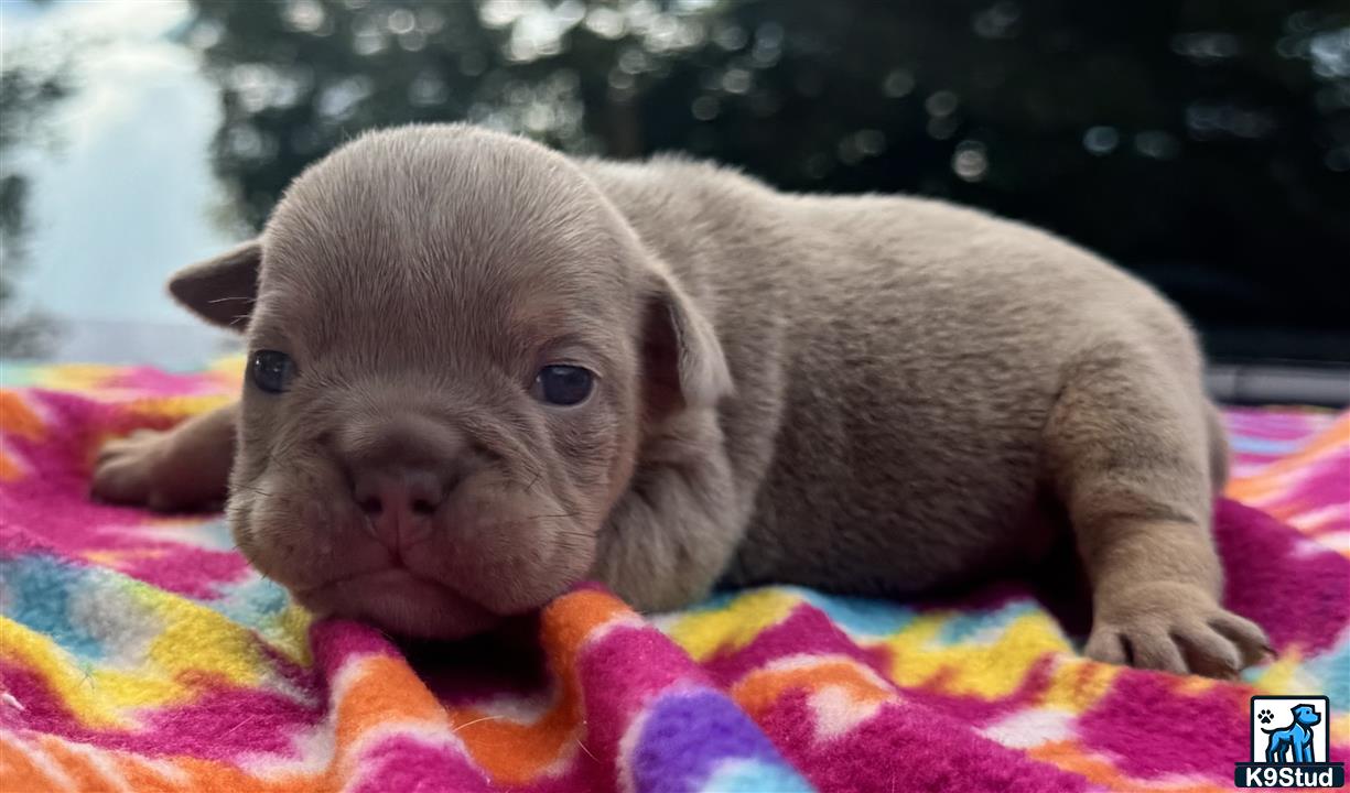 a small animal on a blanket