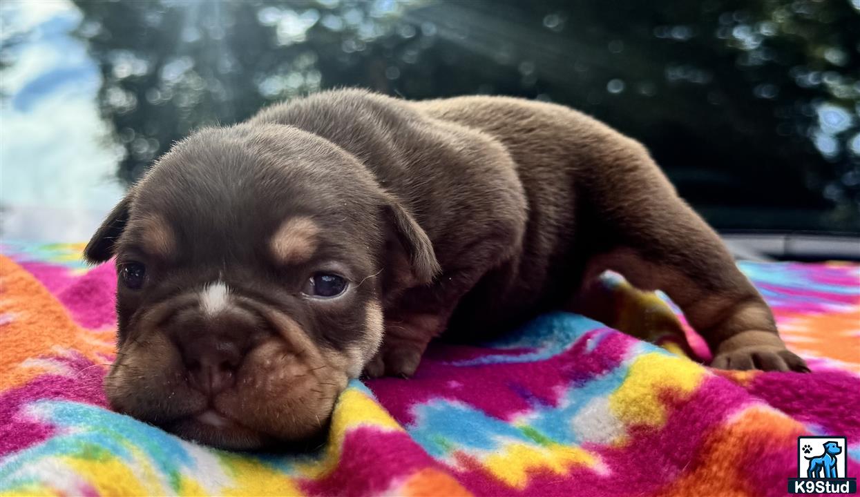 a english bulldog puppy lying on a blanket