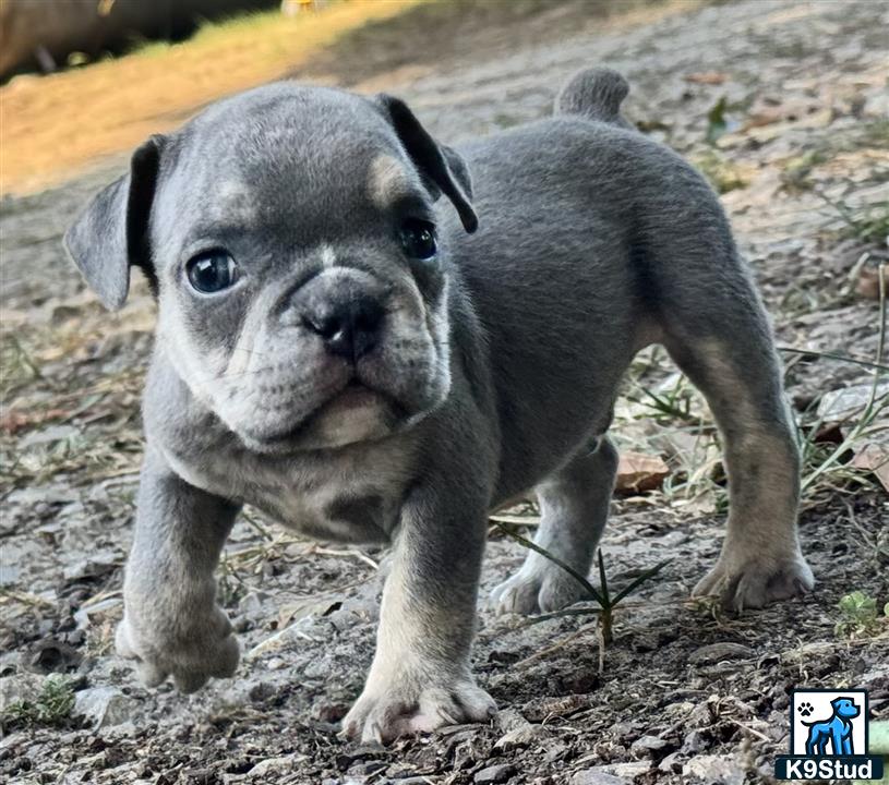 a small english bulldog dog standing on dirt