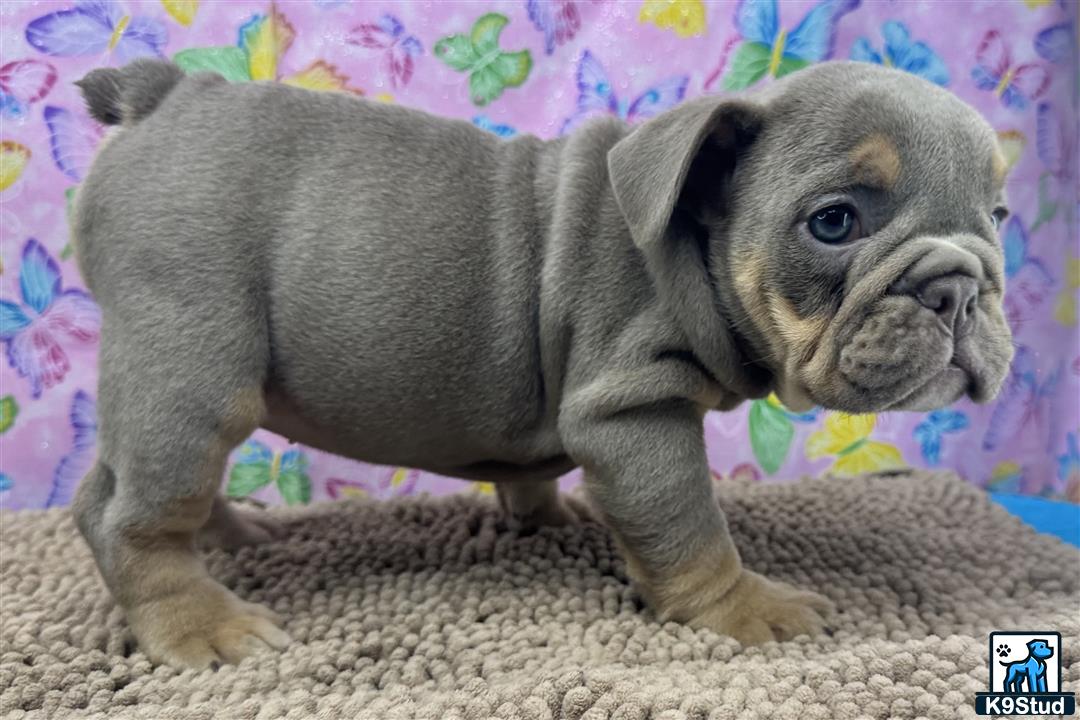 a english bulldog puppy on a carpet