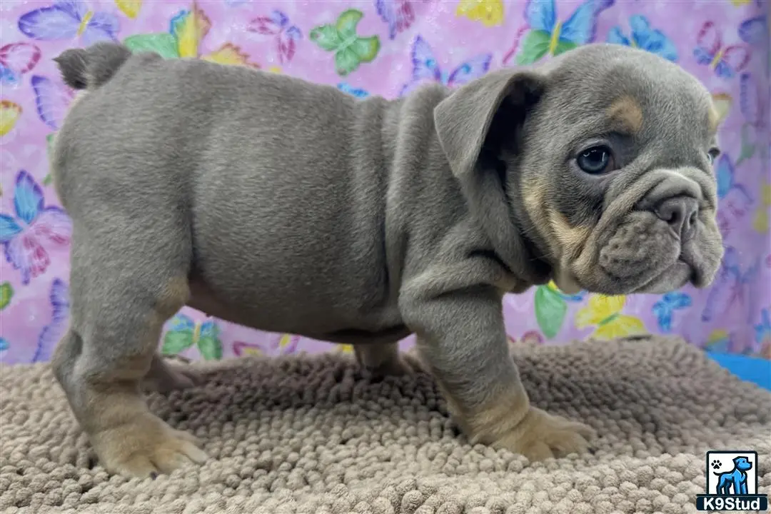 English Bulldog