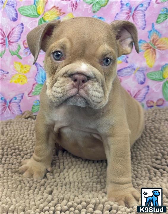 a english bulldog dog sitting on a carpet