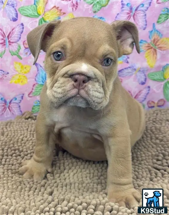 English Bulldog