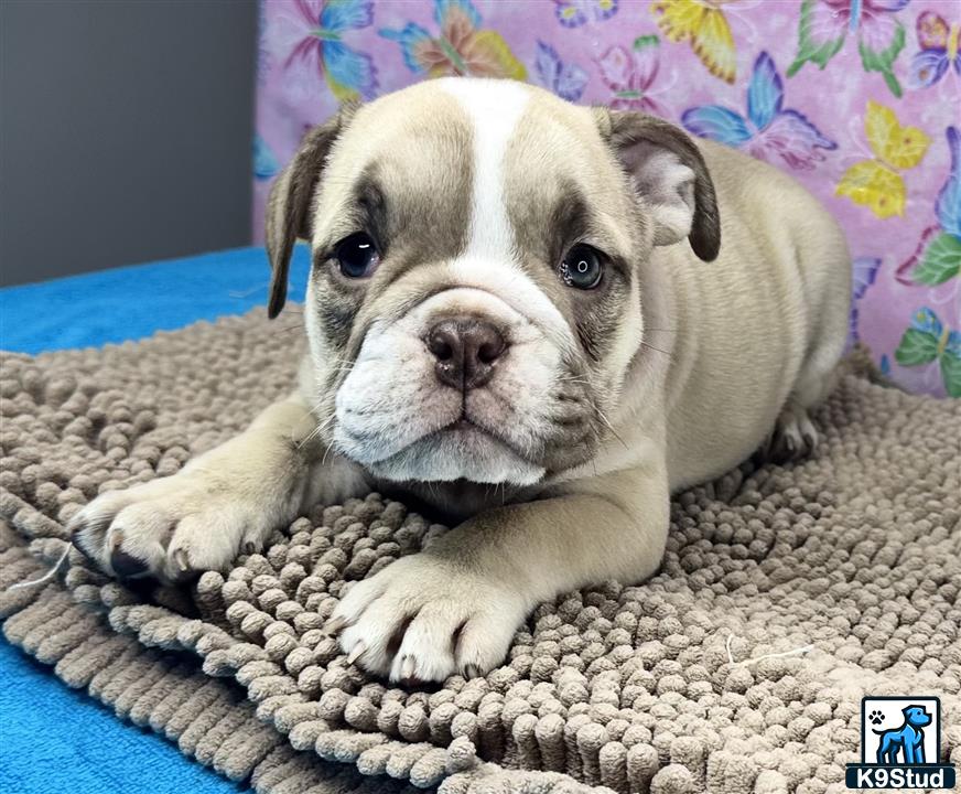a english bulldog dog lying on a rug