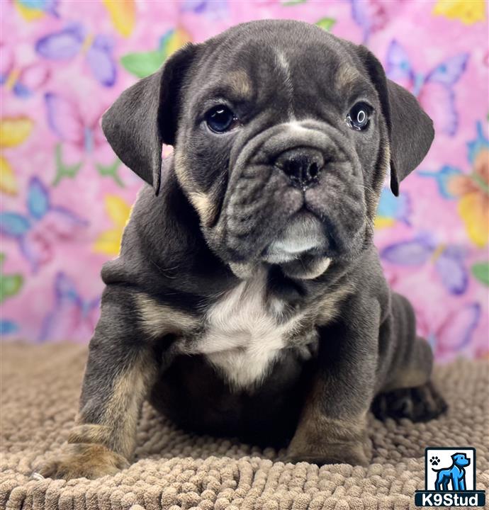 a english bulldog dog sitting on the floor