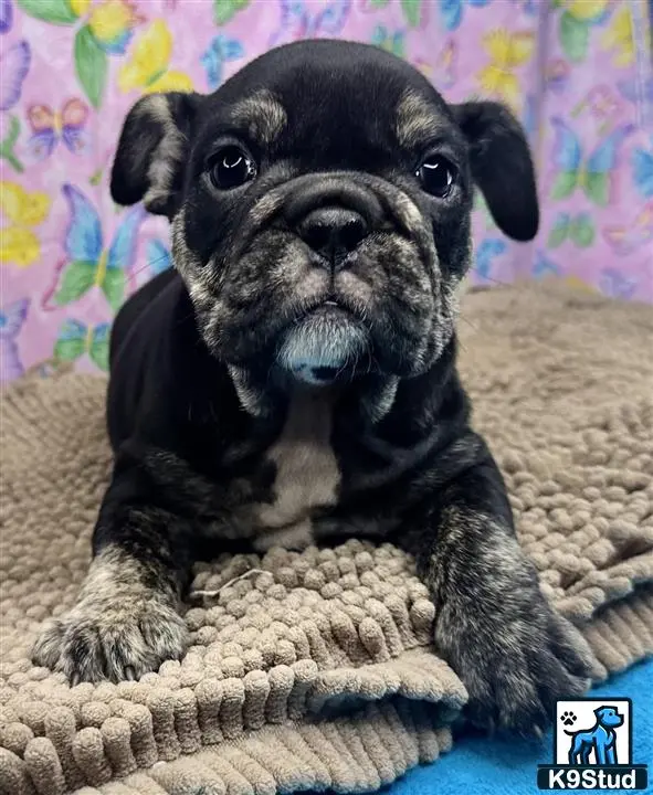 English Bulldog