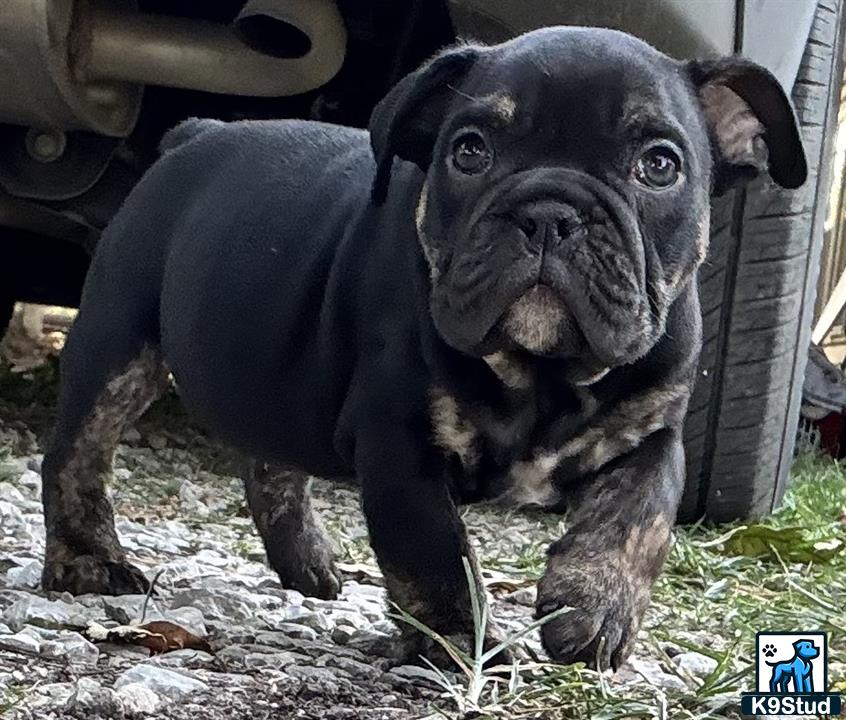a black english bulldog dog with a large nose