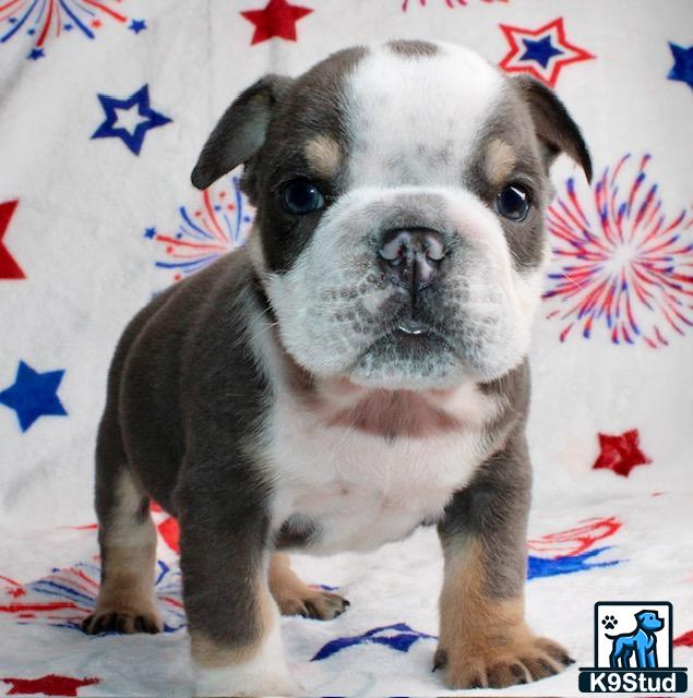 a english bulldog dog sitting on a bed