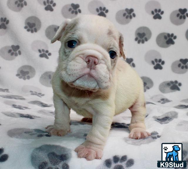 a small white english bulldog puppy