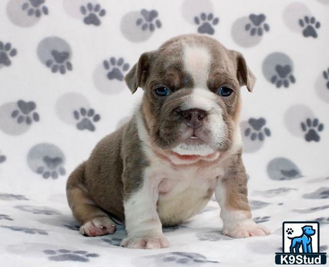 a english bulldog puppy sitting on a bed