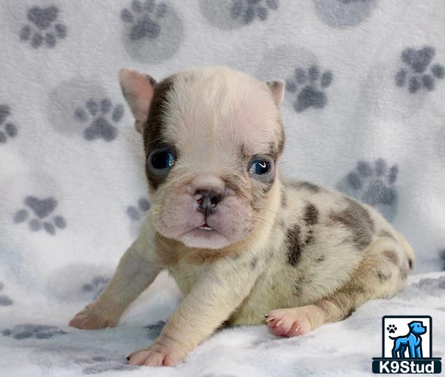 a baby english bulldog puppy on a blanket