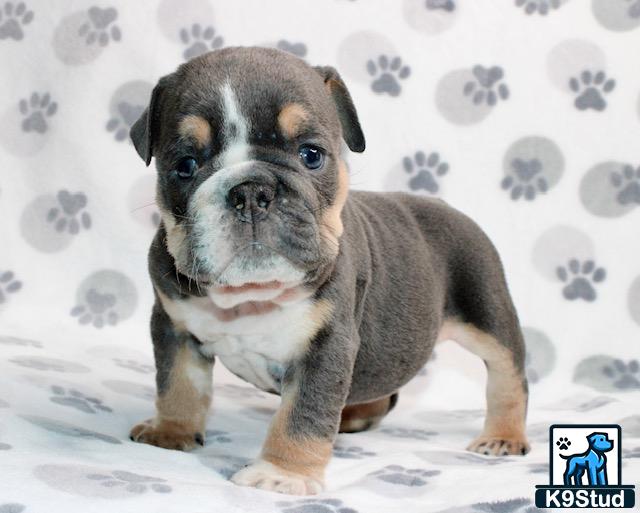 a english bulldog dog sitting on a bed