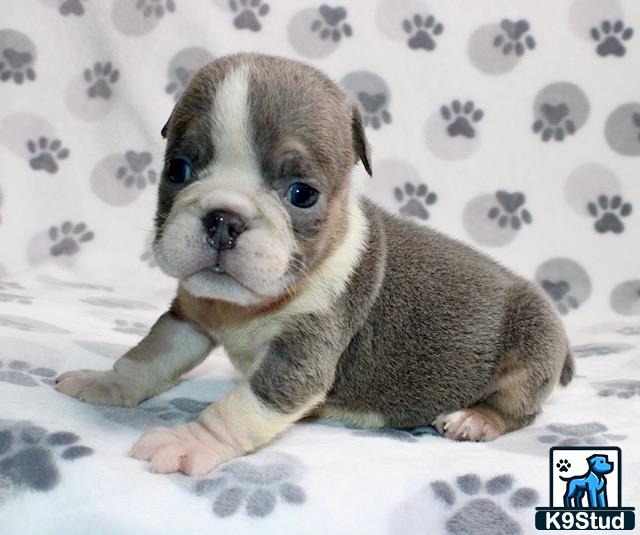 a english bulldog puppy sitting on a bed