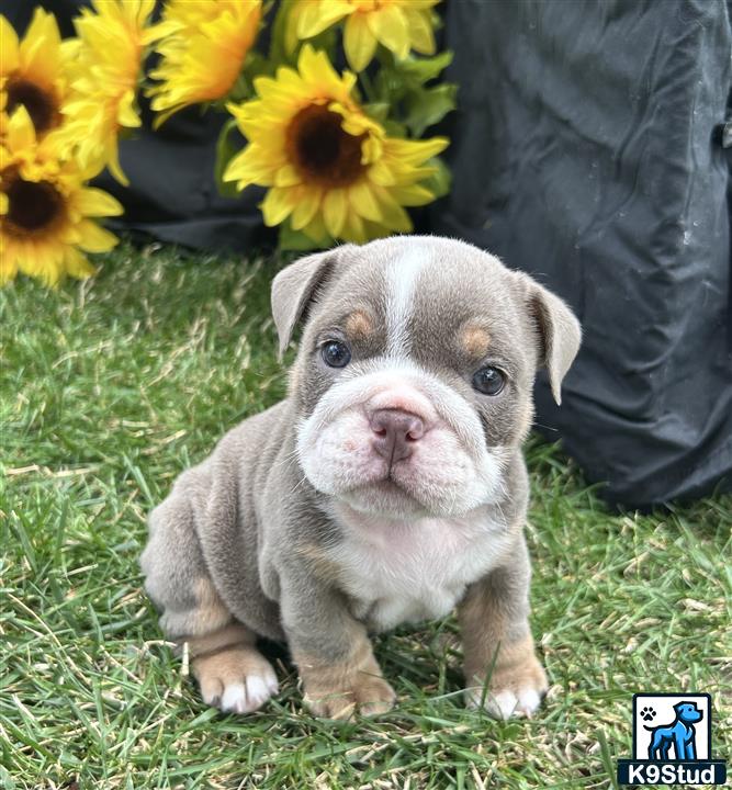 a english bulldog puppy sitting in grass with yellow flowers in the background