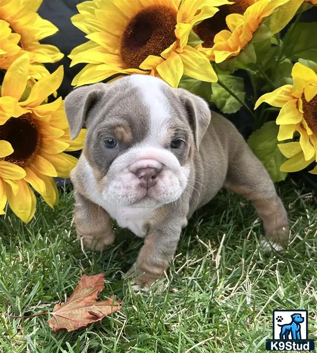 a english bulldog puppy running in front of a bunch of sunflowers