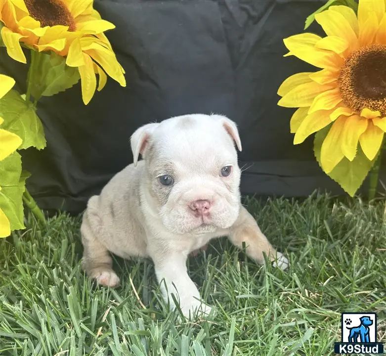 a english bulldog puppy in the grass