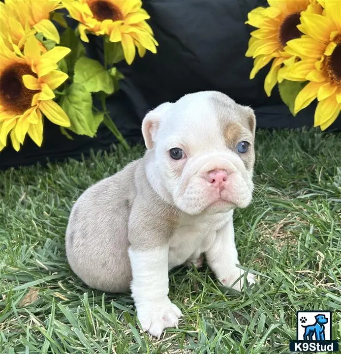 a english bulldog puppy sitting in grass with yellow flowers